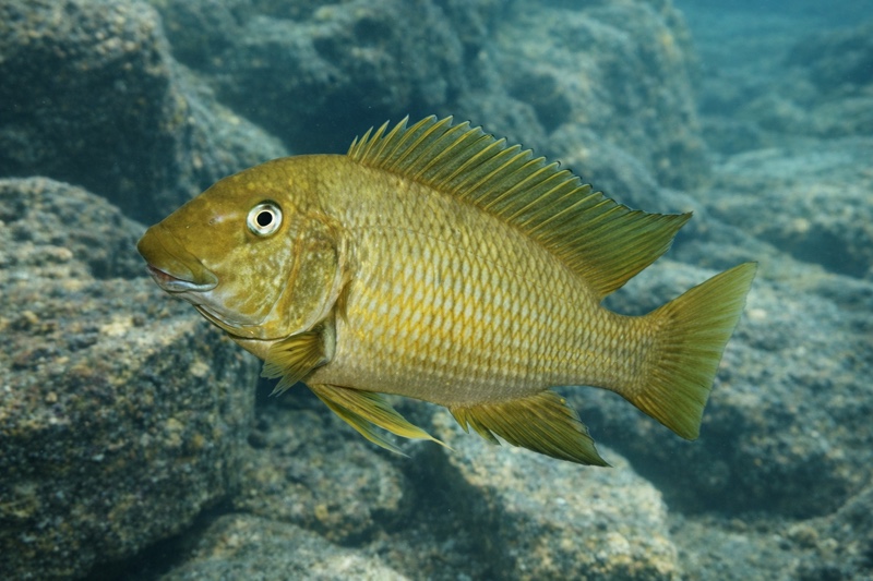 Petrochromis macrognathus 'Katete'